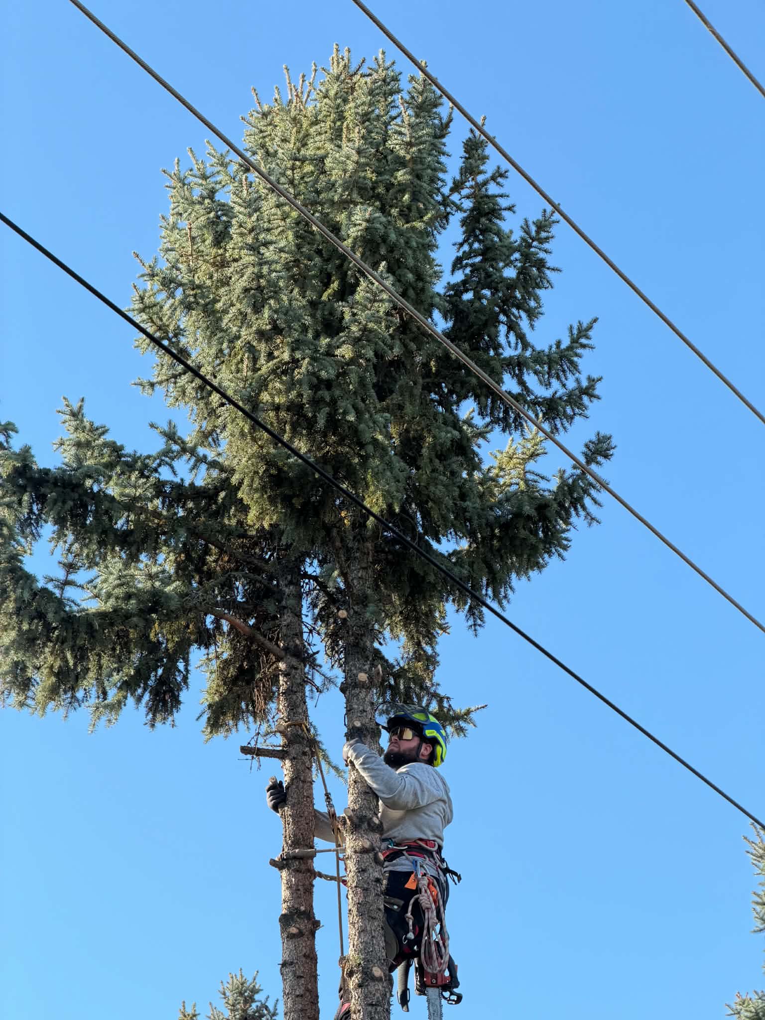 Saját Moha Forest munkafelvétel: fakivágás.