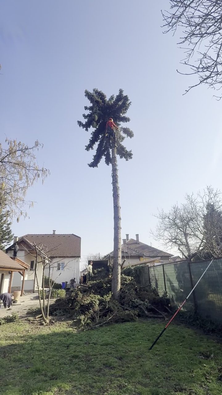 Magas fenyőn dolgozó munkatárs egy saját munkafelvételen.